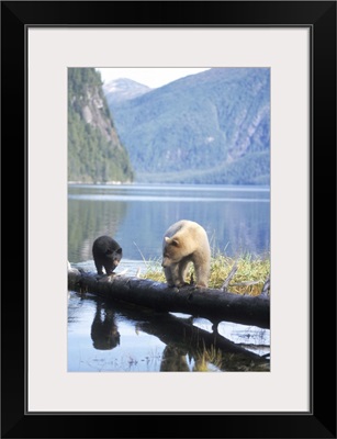 Spirit bear, black bear, sow and cub walking on a log, British Columbia Coast, Canada