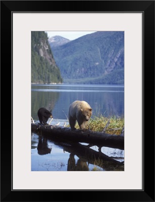Spirit bear, Kermode, sow with cub looking for salmon, central British Columbia coast
