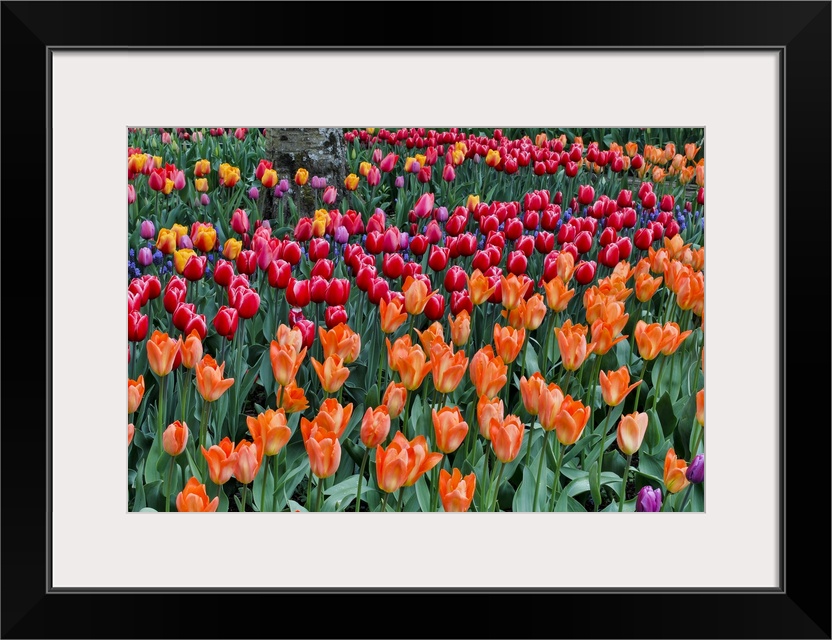 Spring Tulip Garden In Full Bloom, Skagit Valley, Washington State