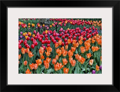 Spring Tulip Garden In Full Bloom, Skagit Valley, Washington State