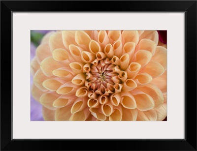 Subtle apricot colors make this dahlia a favorite in the Willamette Valley, Oregon