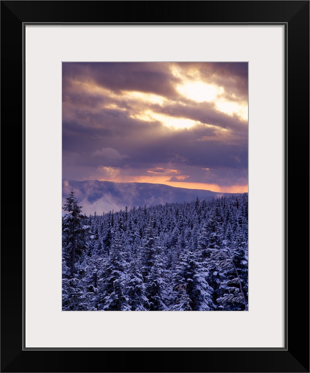 Sunrise over a snow covered forest in the Mt Hood National Forest, Oregon Cascades.