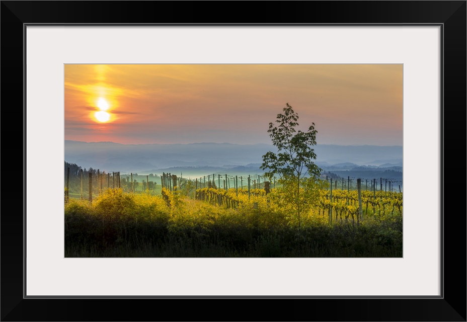 Sunrise over the vineyards of Tuscany. Tuscany, Italy.