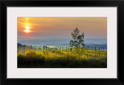 Sunrise Over The Vineyards Of Tuscany, Tuscany, Italy