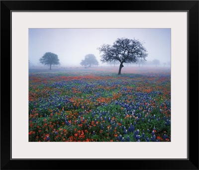 Texas, Hill Country, View of Texas paintbrush and bluebonnets at dawn