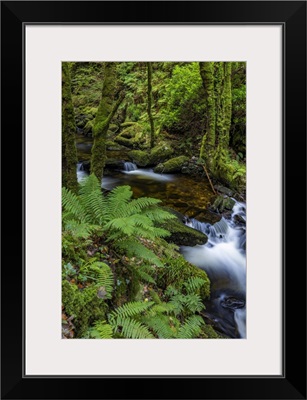 Torq Creek In Killarney National Park