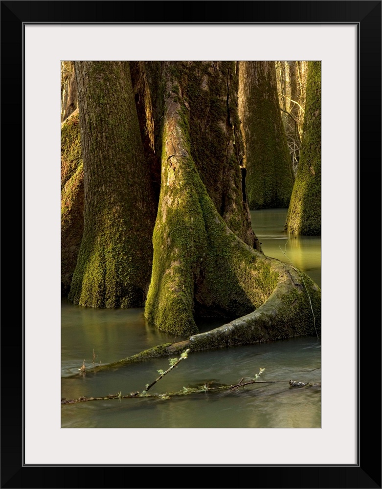 Tree formations inside of a floodplain forest, Florida Caverns State Park, Florida.