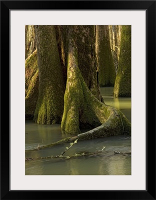 Tree formations inside of a floodplain forest, Florida Caverns State Park, Florida