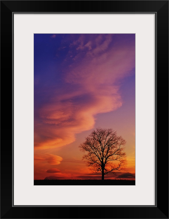 Tree silhouette at sunset