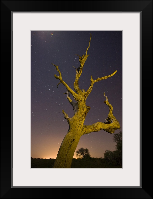 Tree, stars, and nightfall, Coastal Bend, Texas.