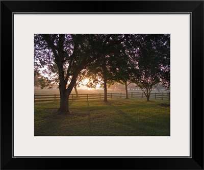 Trees and mist at sunrise