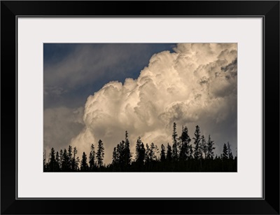 Trees Silhouetted Against Cumulus Cloud, Yellowstone National Park, Wyoming