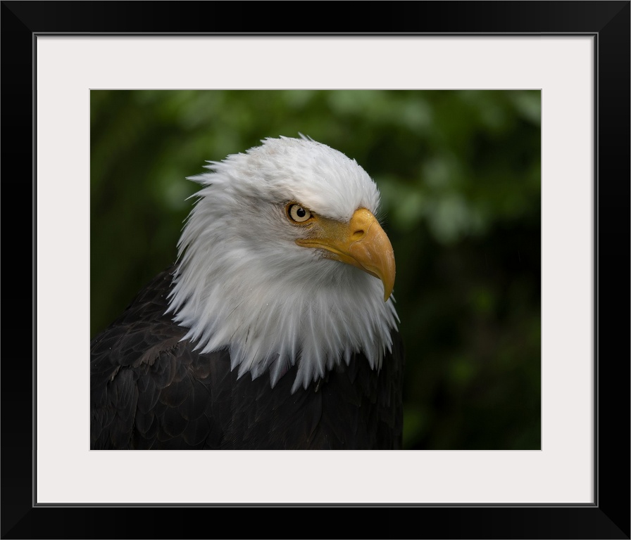 Usa, Alaska. Alaska Raptor Center, this bald eagle poses for the camera. United States, Alaska.