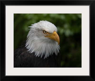 USA, Alaska, Alaska Raptor Center, This Bald Eagle Poses For The Camera