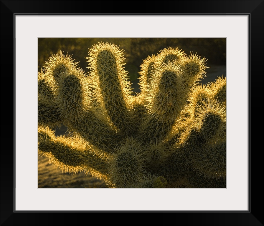 USA, California, Anza-Borrego Desert State Park. Backlit desert cactus.