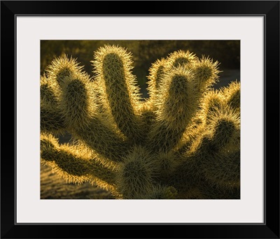 USA, California, Anza-Borrego Desert State Park, Backlit Desert Cactus