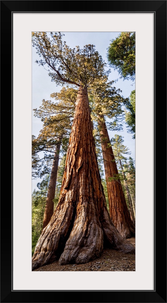 USA, California, Yosemite National Park. Giant Sequoia trees in Mariposa Grove. United States, California.