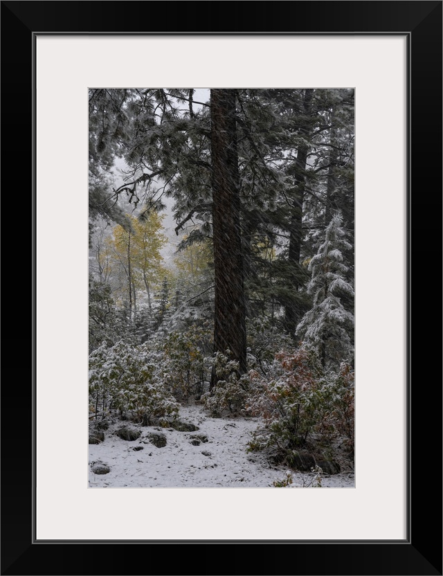 USA, Colorado. Late autumn snowfall, Gunnison National Forest.