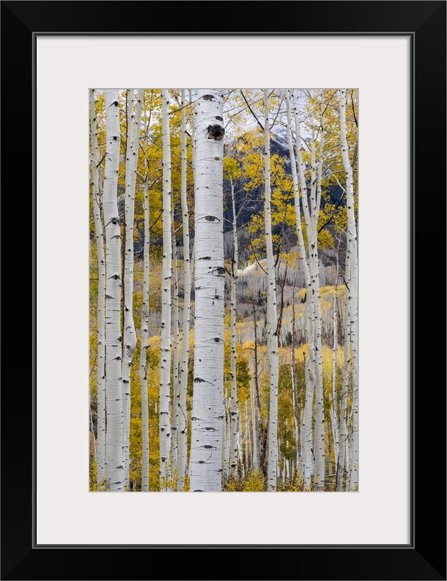 USA, Colorado. Light dappled Aspen forests, Kebler Pass, Gunnison National Forest.