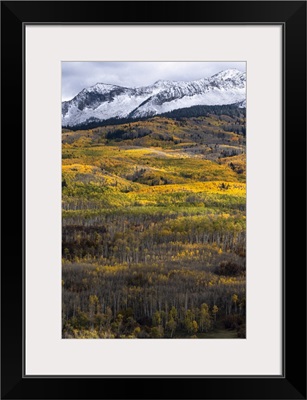 USA, Colorado, Light Dappled Aspen Forests, Kebler Pass, Gunnison National Forest
