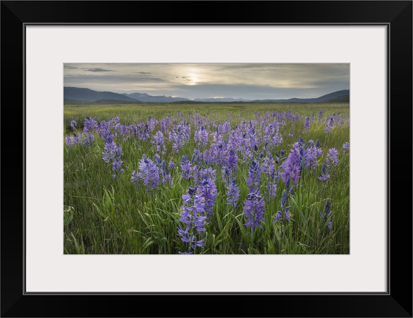 USA, Idaho, Meadows Of Common Camas, Stanley Basin Sawtooth Mountains