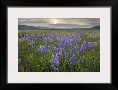 USA, Idaho, Meadows Of Common Camas, Stanley Basin Sawtooth Mountains