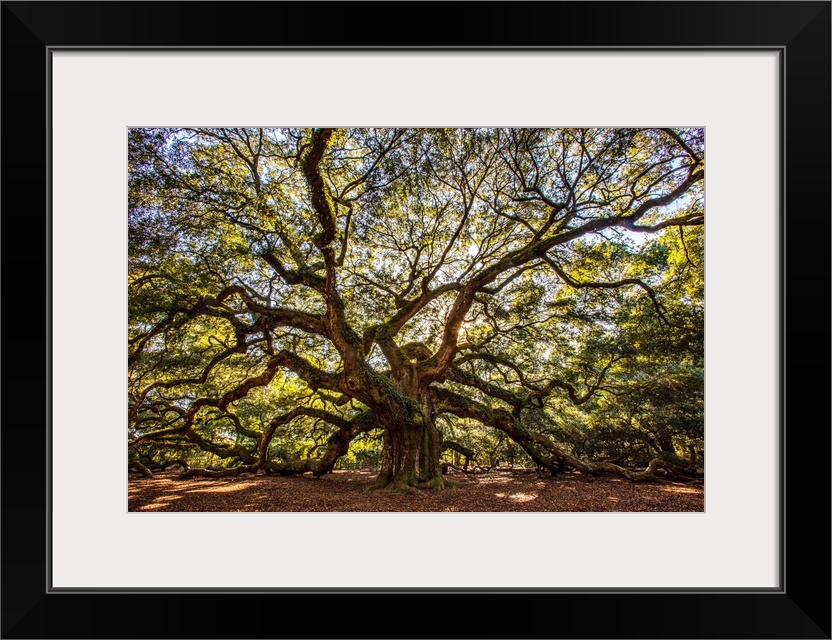 USA, South Carolina, Charleston, Angel Oak