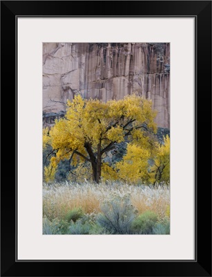 USA, Utah, Sandstone Cliff Face And Autumn Cottonwood Trees, Capital Reef National Park