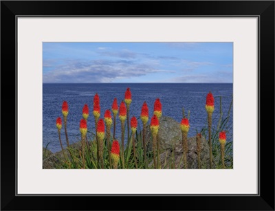 USA, Washington, Point No Point County Park, Red Hot Pokers Plants And Ocean