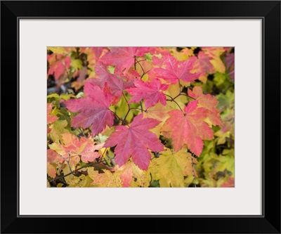 USA, Washington State, Kittitas County, Vine Maple With Fall Colors