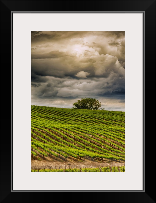 USA, Washington State, Yakima Valley. Rows in a Washington vineyard at spring.