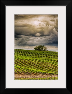 USA, Washington State, Yakima Valley, Rows In A Washington Vineyard At Spring