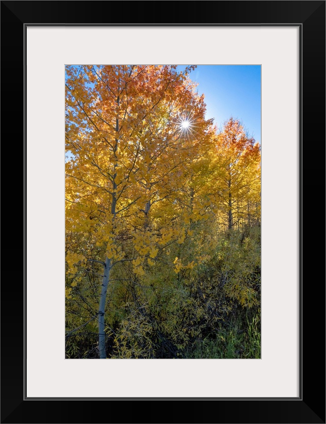 USA, Wyoming. Autumn Aspen near the Oxbow Bend, Grand Teton National Park.