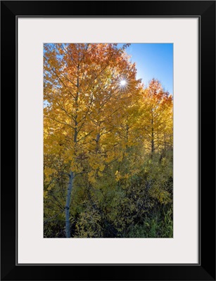 USA, Wyoming, Autumn Aspen Near The Oxbow Bend, Grand Teton National Park