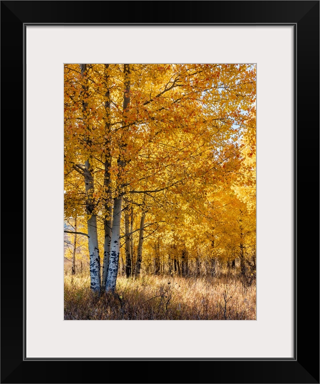 USA, Wyoming. Autumn Aspen near the Oxbow Bend, Grand Teton National Park.