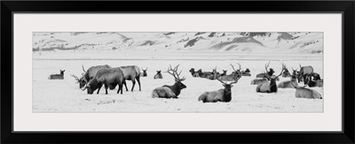 USA, Wyoming, Tetons National Park, National Elk Refuge, Large Elk Herd In Winter