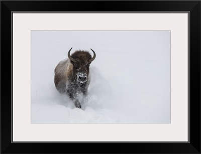 USA, Wyoming, Yellowstone National Park, Lone Bull Bison Running In Deep Snow