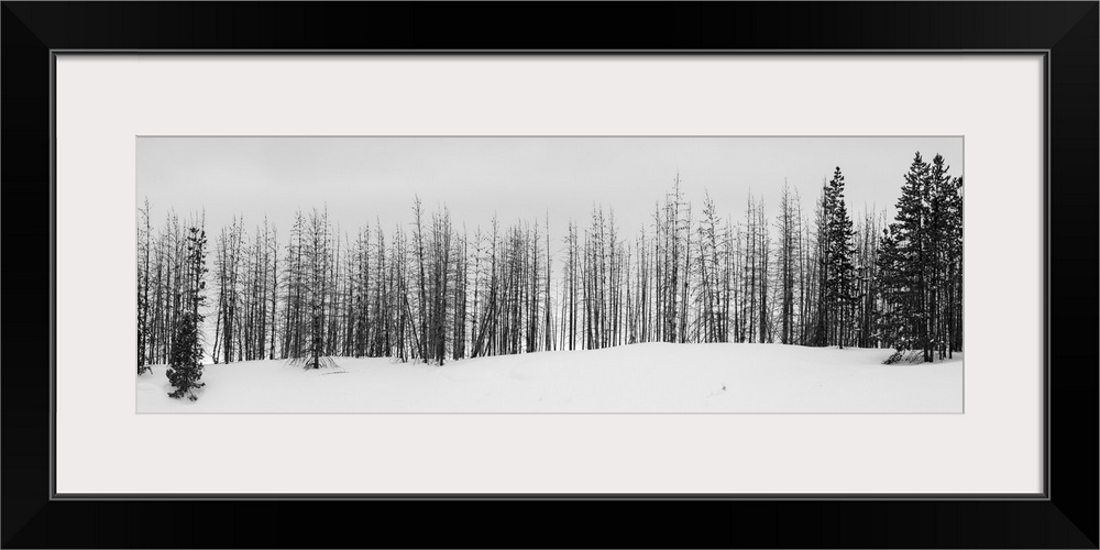 USA, Wyoming, Yellowstone National Park. Winter line of trees. United States, Wyoming.