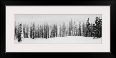 USA, Wyoming, Yellowstone National Park, Winter Line Of Trees