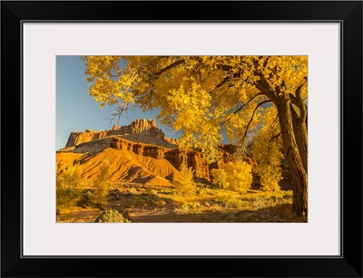 Utah, Capitol Reef National Park, Cottonwood Trees And The Castle Rock Formation