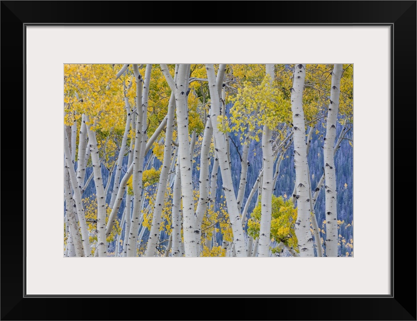 USA, Utah, Fishlake National Forest. Aspen trees in autumn.