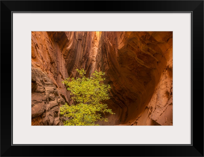 Utah, Grand Staircase-Escalante National Monument, Slot Canyon Cliff And Tree In Autumn