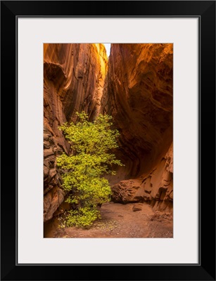 Utah, Grand Staircase-Escalante National Monument, Slot Canyon Cliff And Tree In Autumn