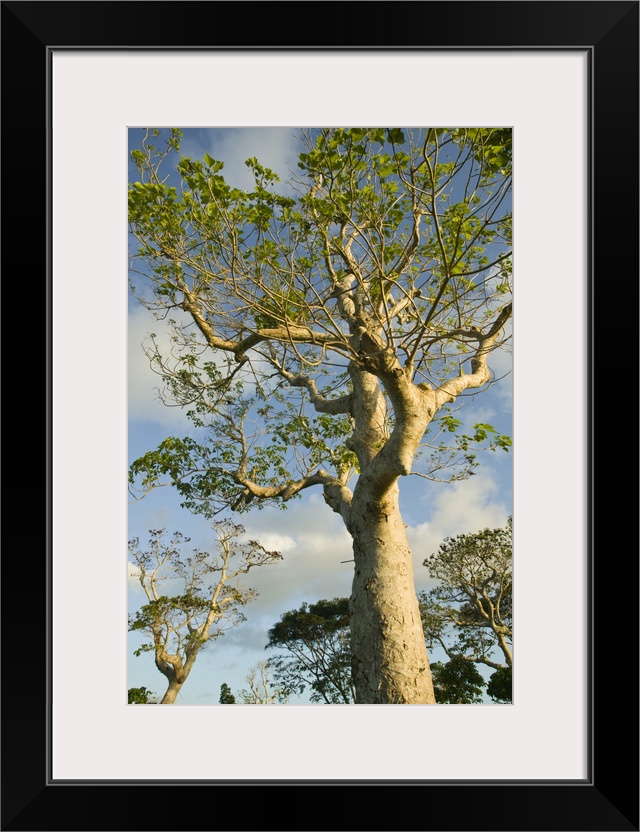 Vanuatu, Efate Island, Port Vila, Iririki Island, sunset light on trees.