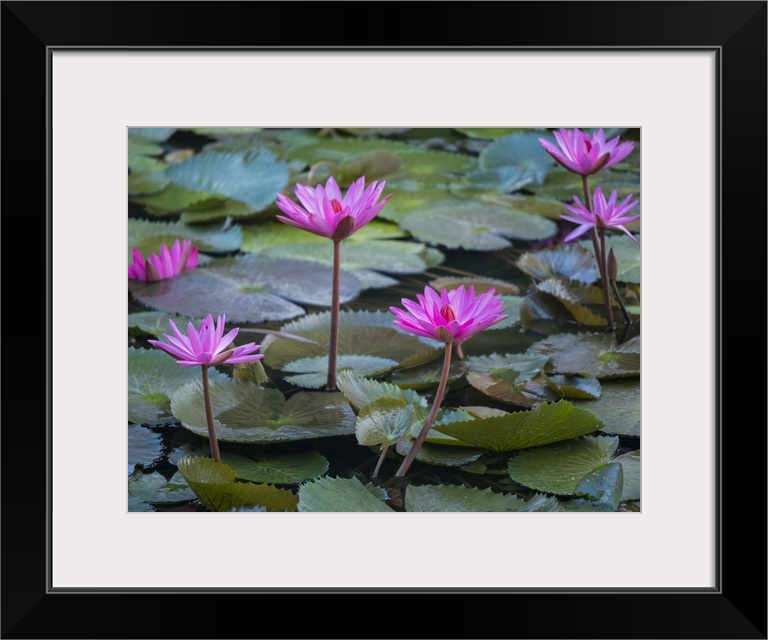 Vietnam, Mui Ne, Pink Water Lilies