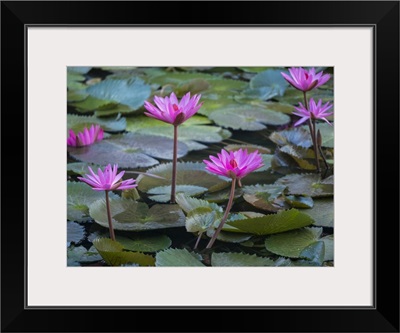 Vietnam, Mui Ne, Pink Water Lilies