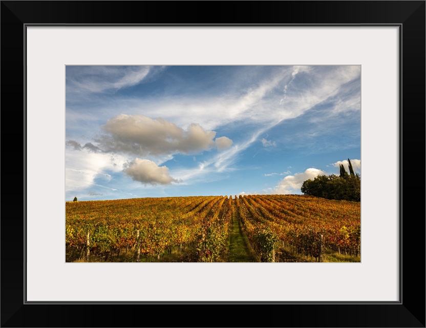 Vineyard in autumn, Italy.