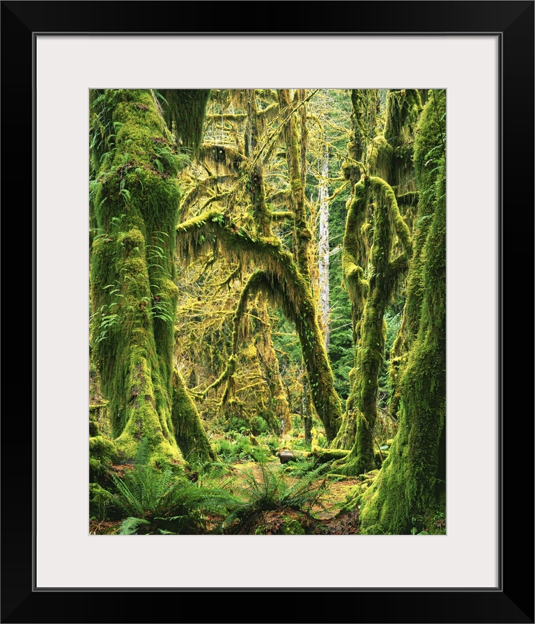 USA, Washington, Olympic National Park, Hoh Rain Forest, Moss covered Bigleaf Maples.