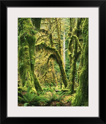 Washington, Olympic National Park, Hoh Rain Forest, Moss covered Bigleaf Maples