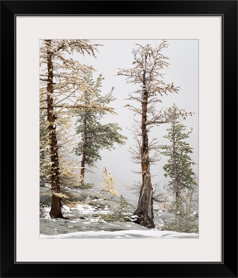 USA, Washington State. Alpine Lakes Wilderness, Enchantment Lakes, Larch and Fir trees